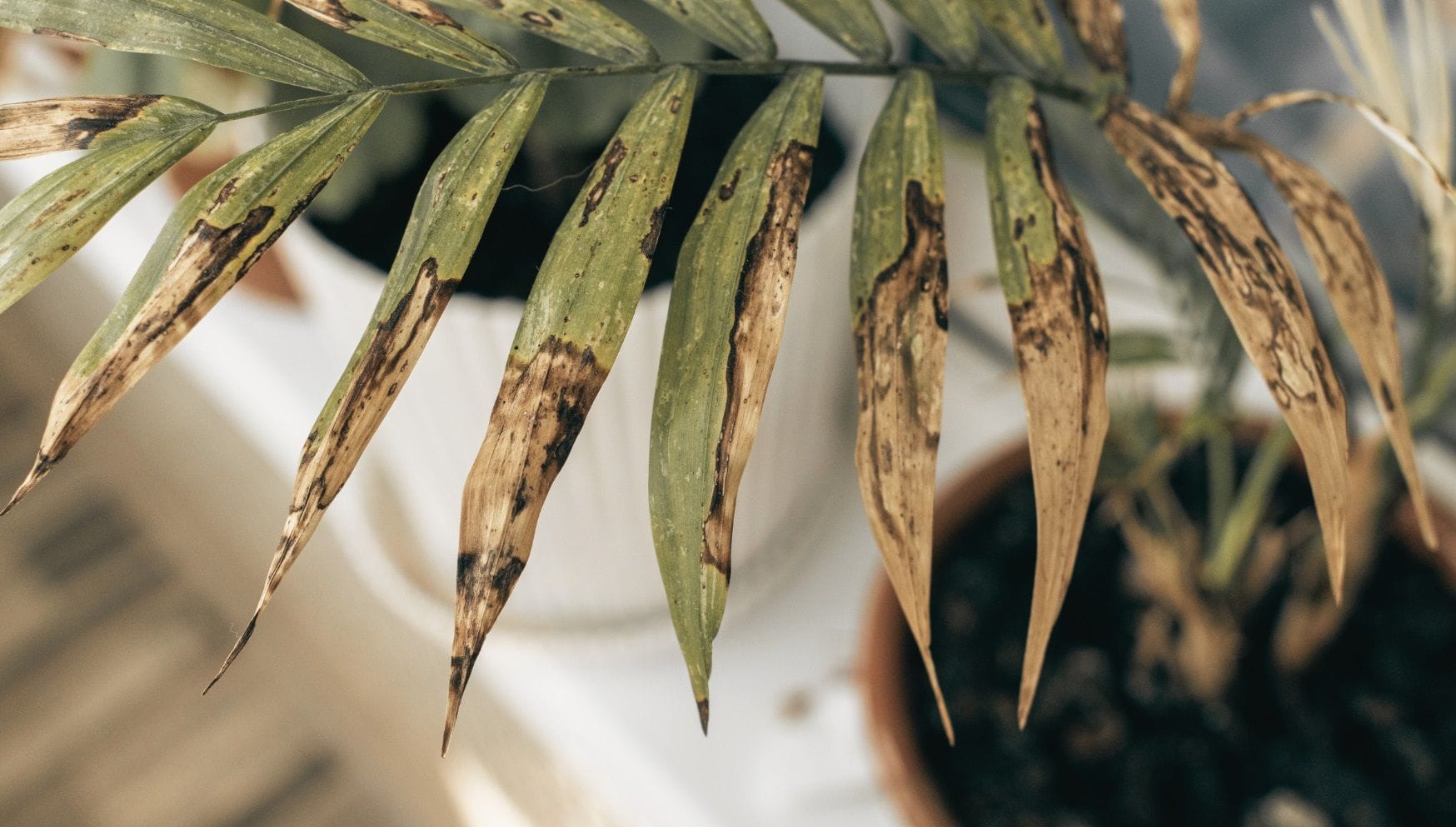 Pruning discoloured or dead leaves in spring