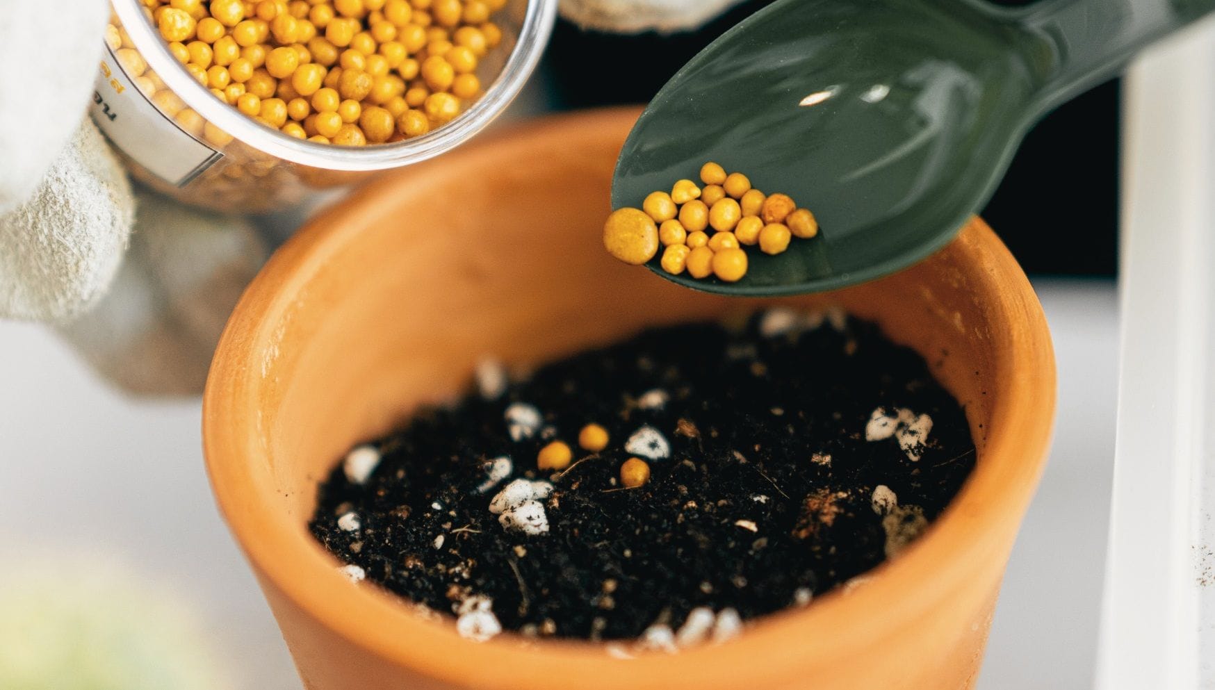 Slow release nutrition for houseplants