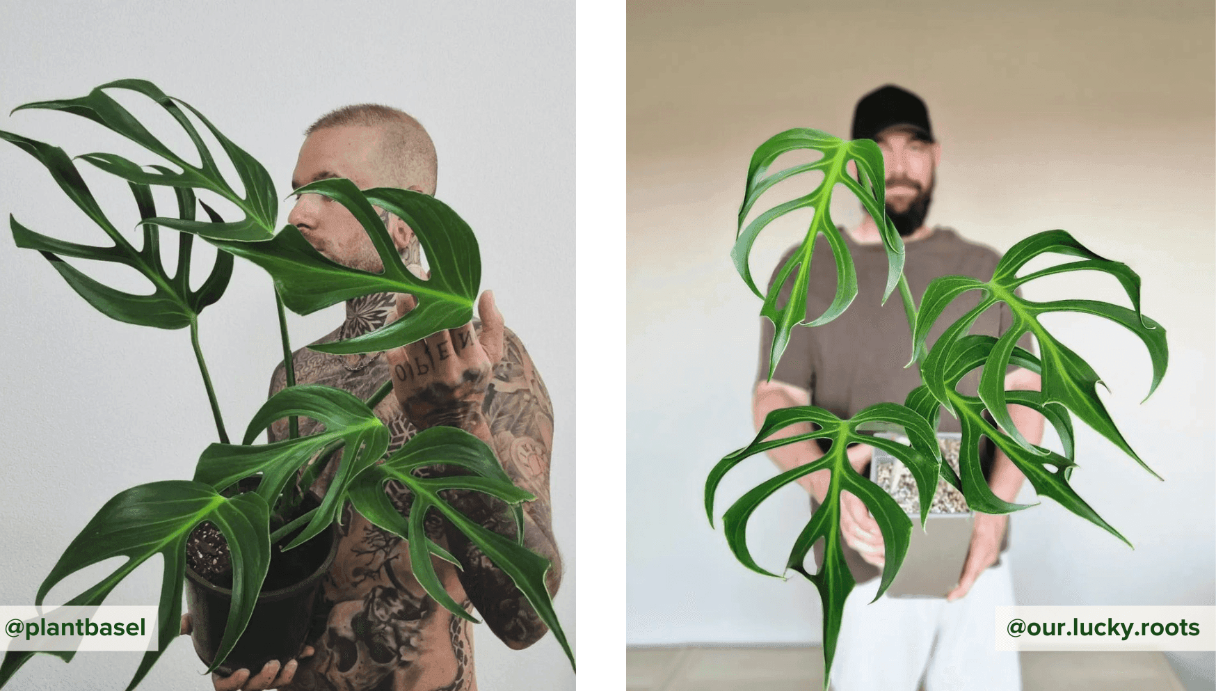 Top 10 beautiful houseplants - Burle marx flame