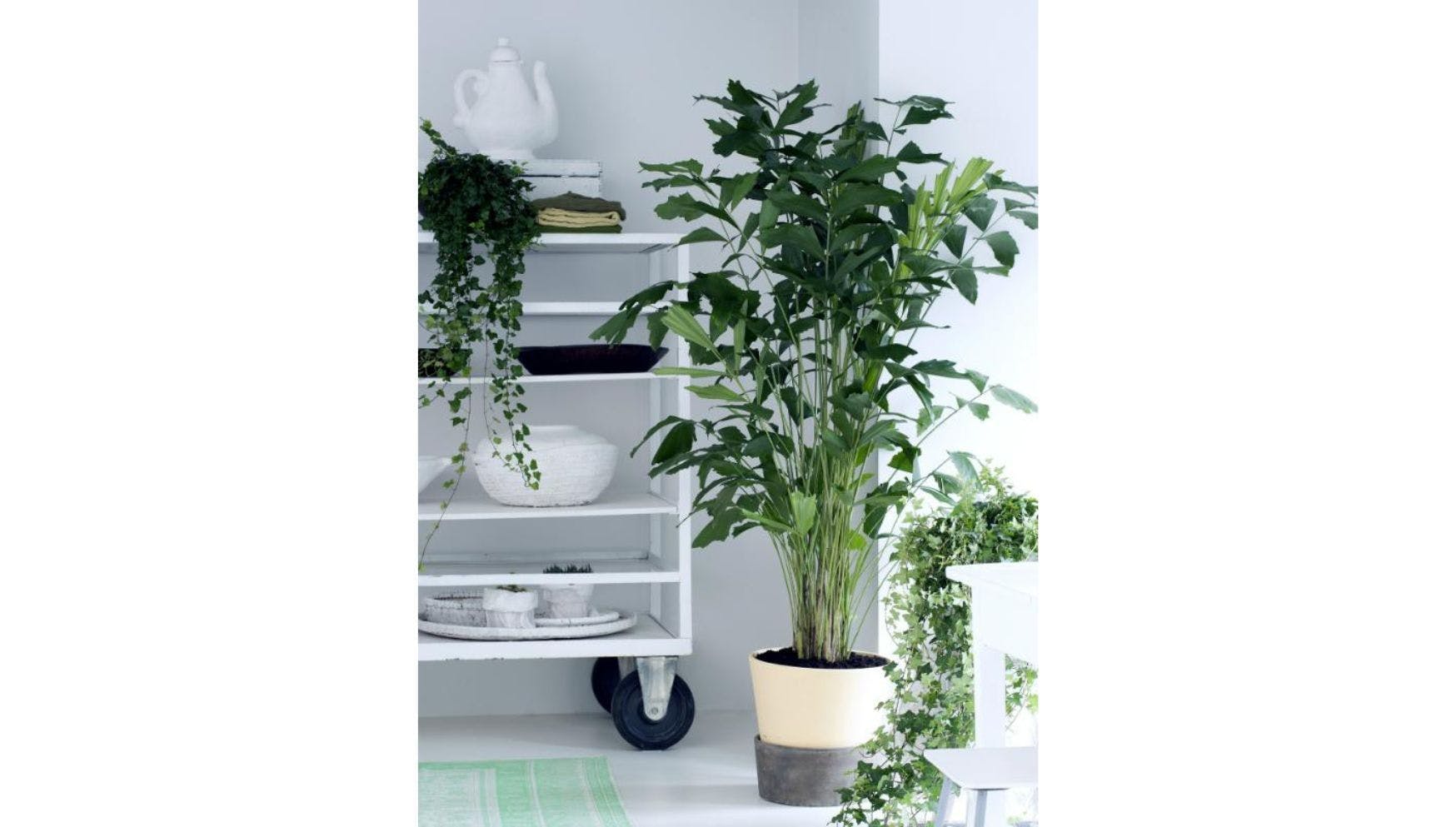 Caryota plant