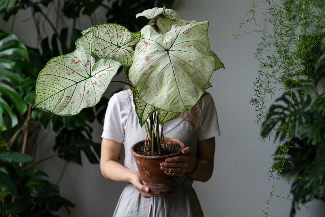 Caladium result.jpg