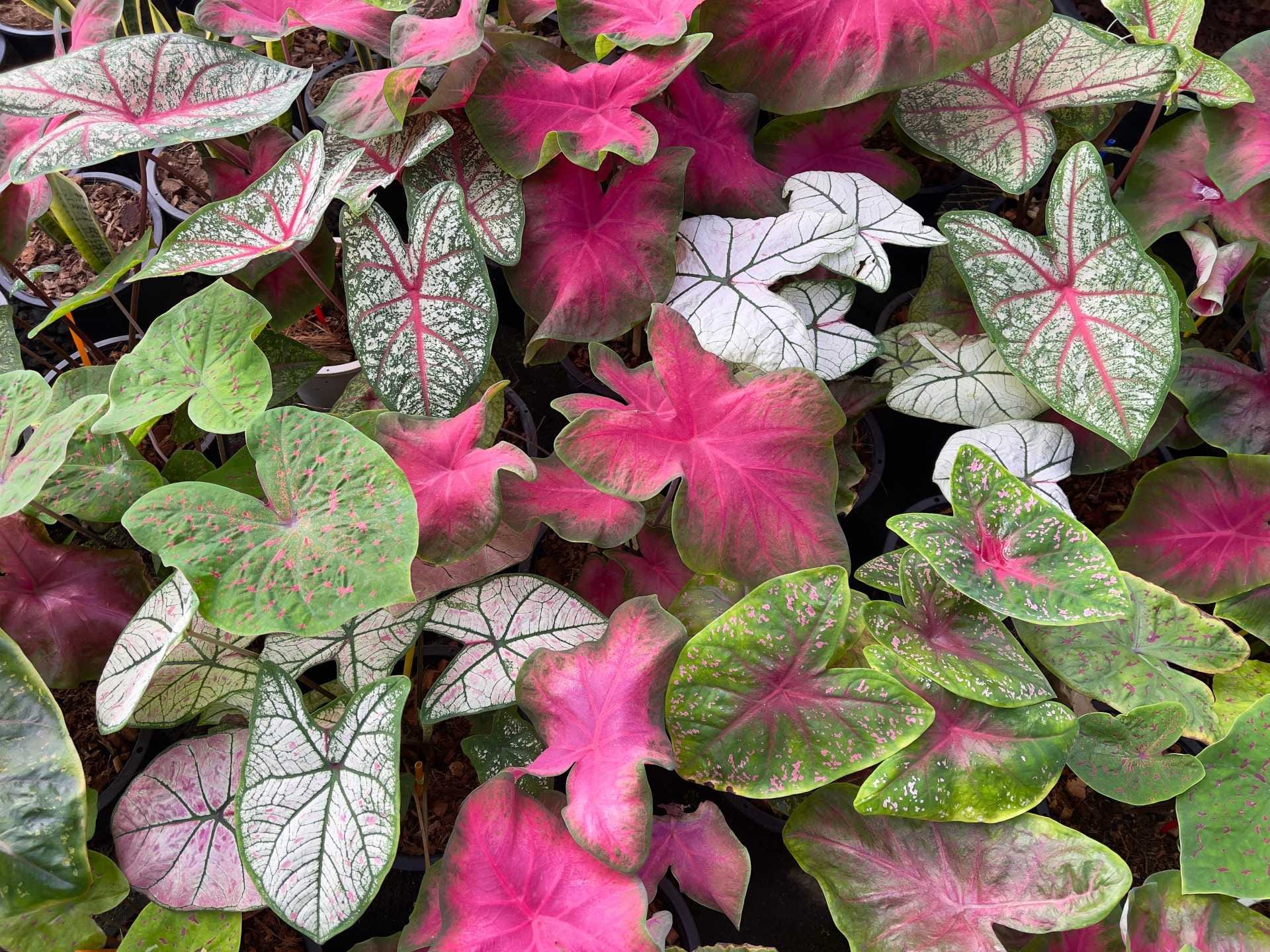 caladium variaties