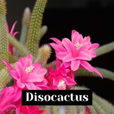 Disocactus - care tips
