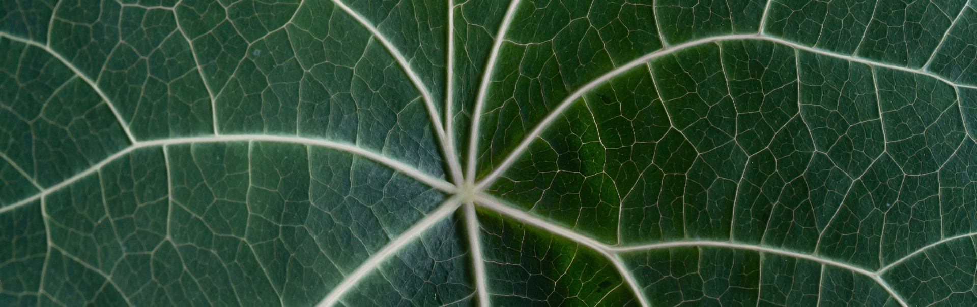 Stephania leaf