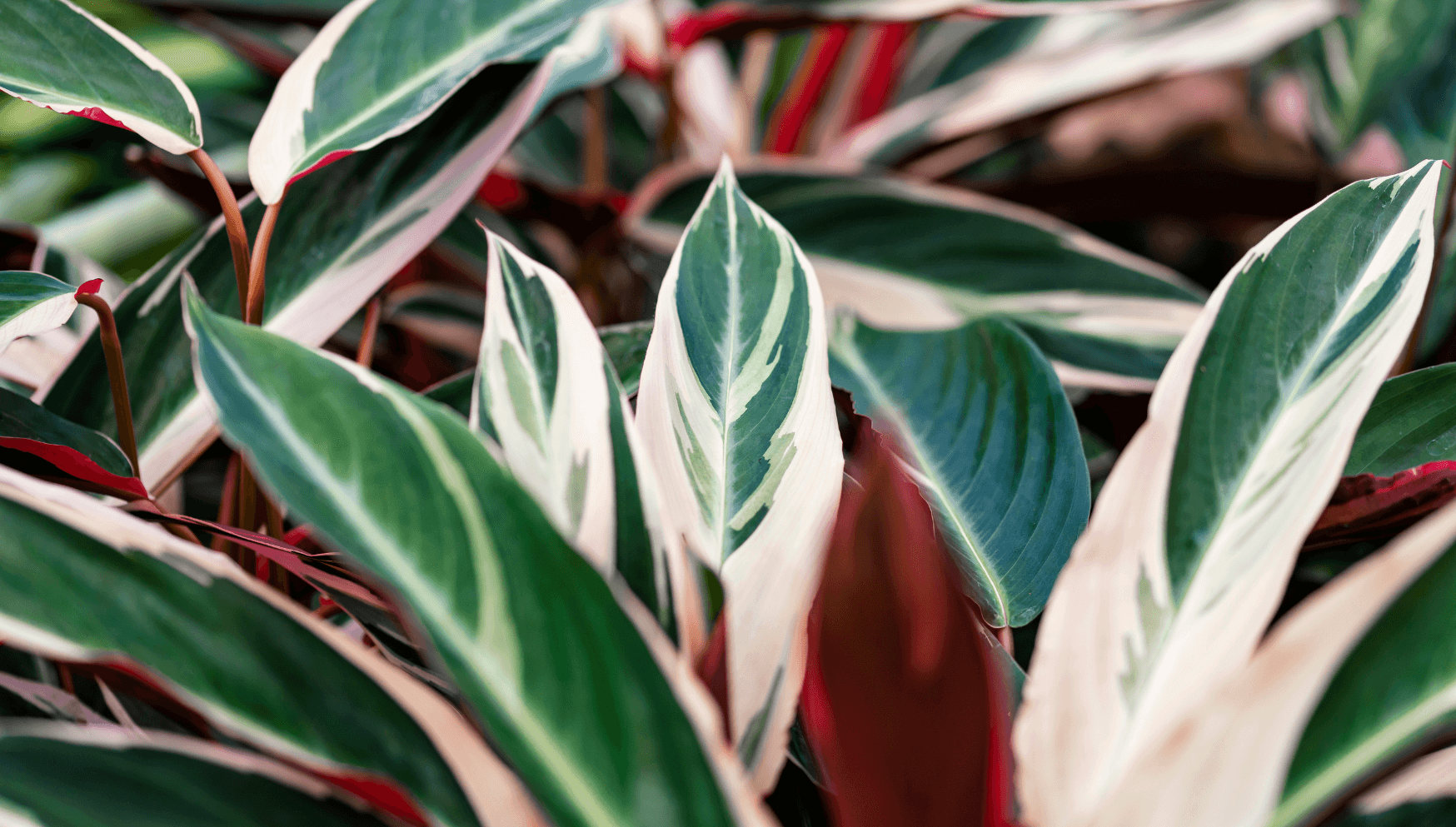 Stromanthe leaves