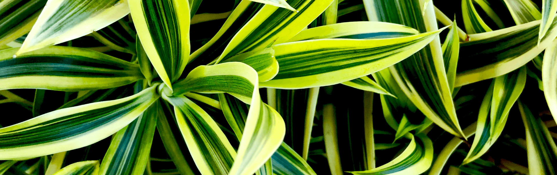 Dracaena leaves