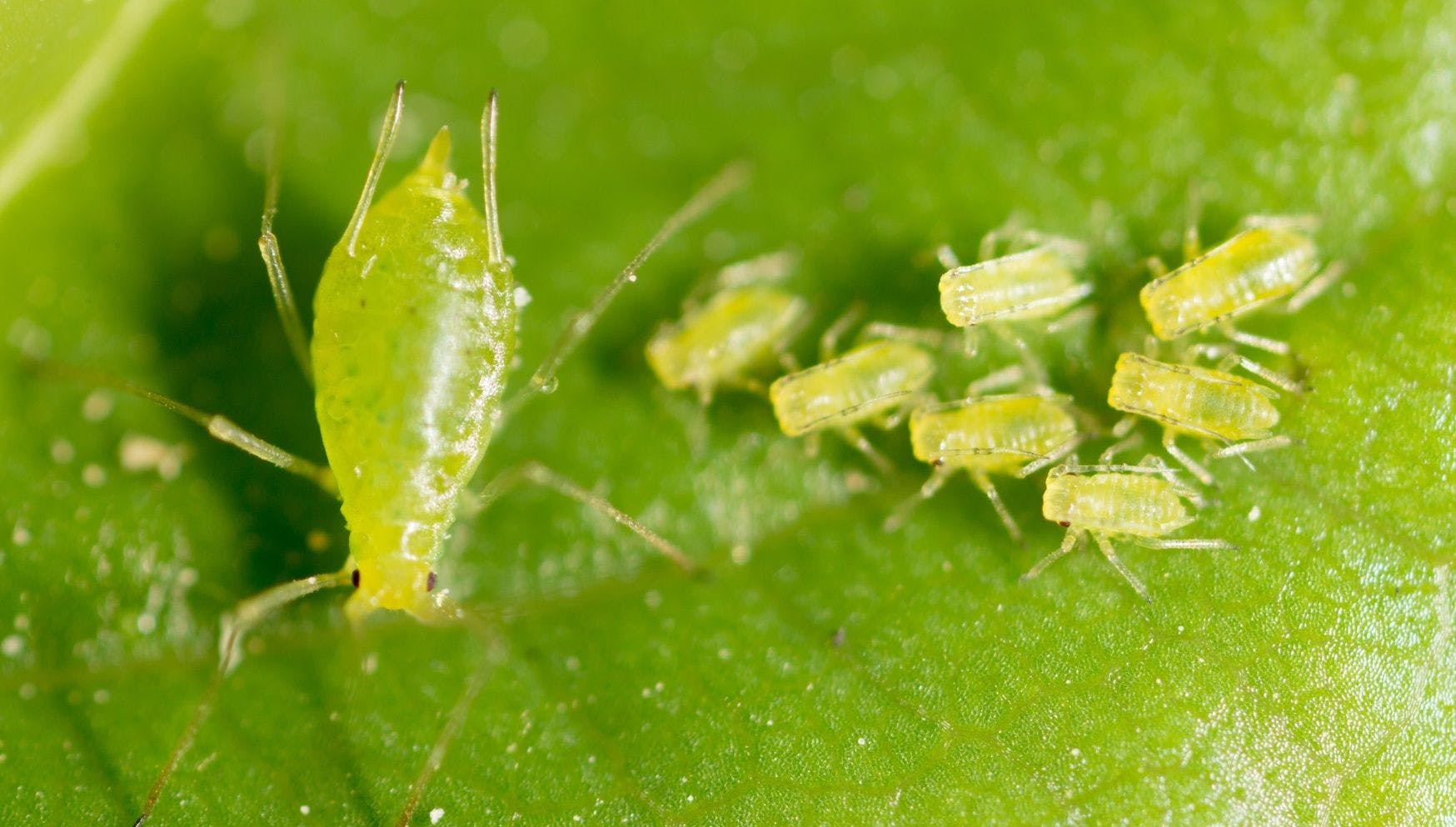 aphids close up