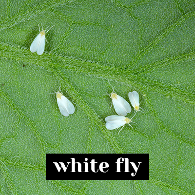 White fly
