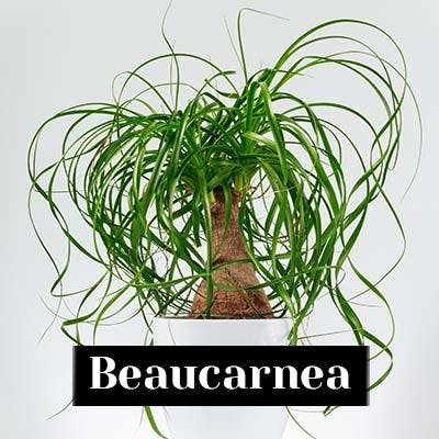 Beaucarnea - care tips