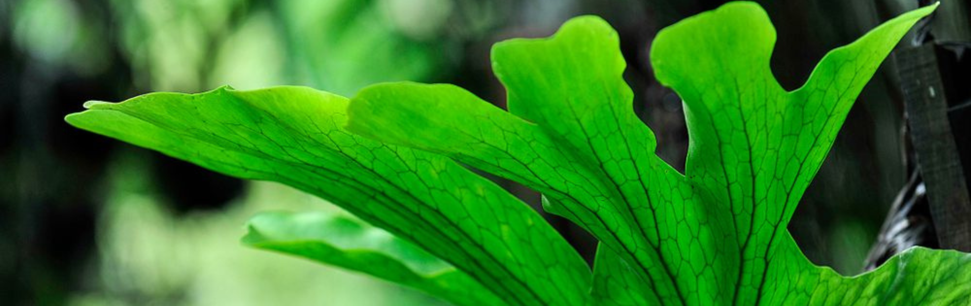 Platycerium leaf