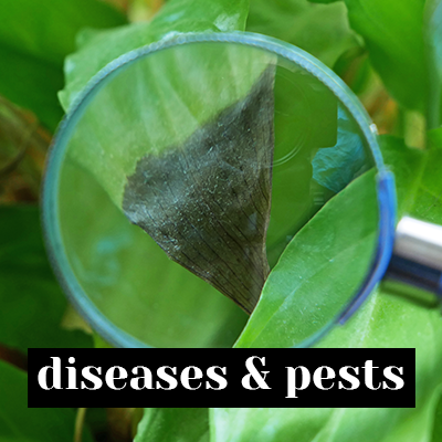 diseases and pests