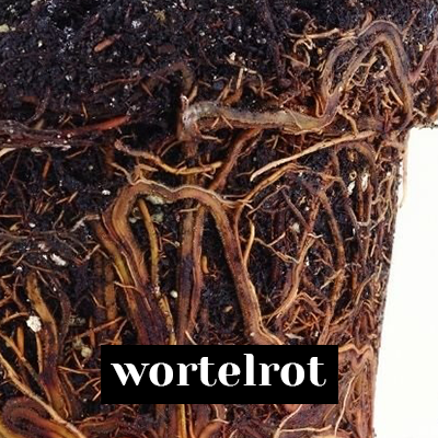 wortelrot