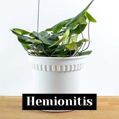 Hemionitis - care tips