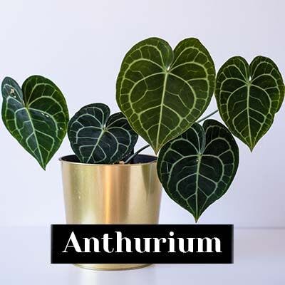 Anthurium - care tips