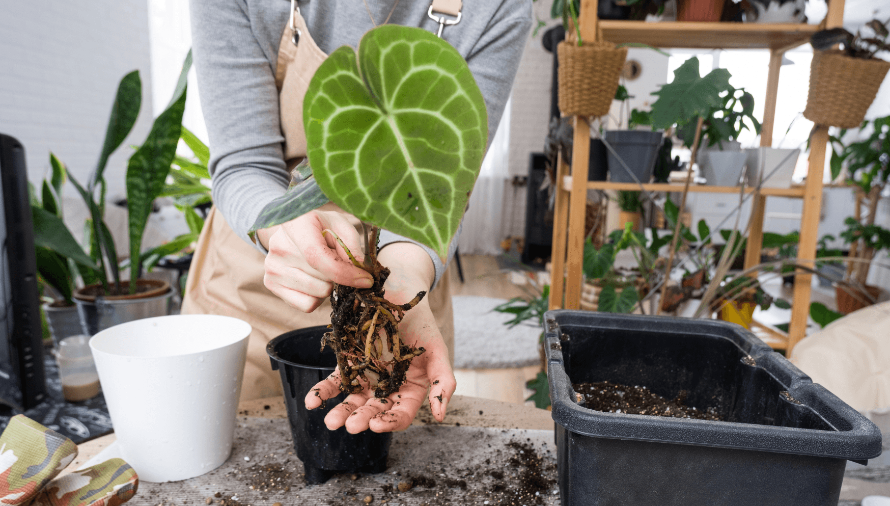 Anthurium repotting