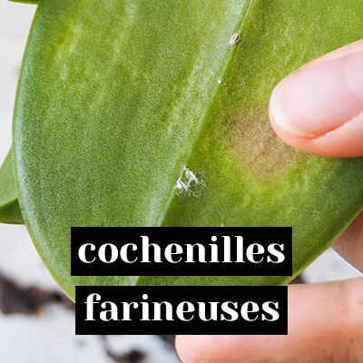 cochenilles farineuses