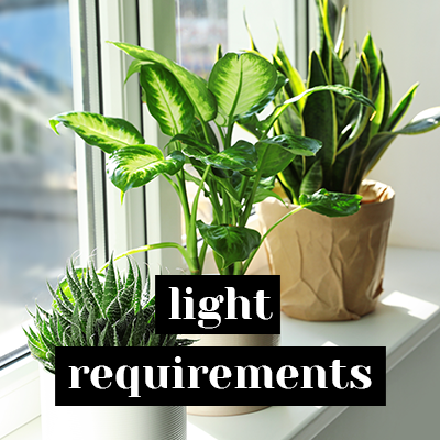 Light Requirements