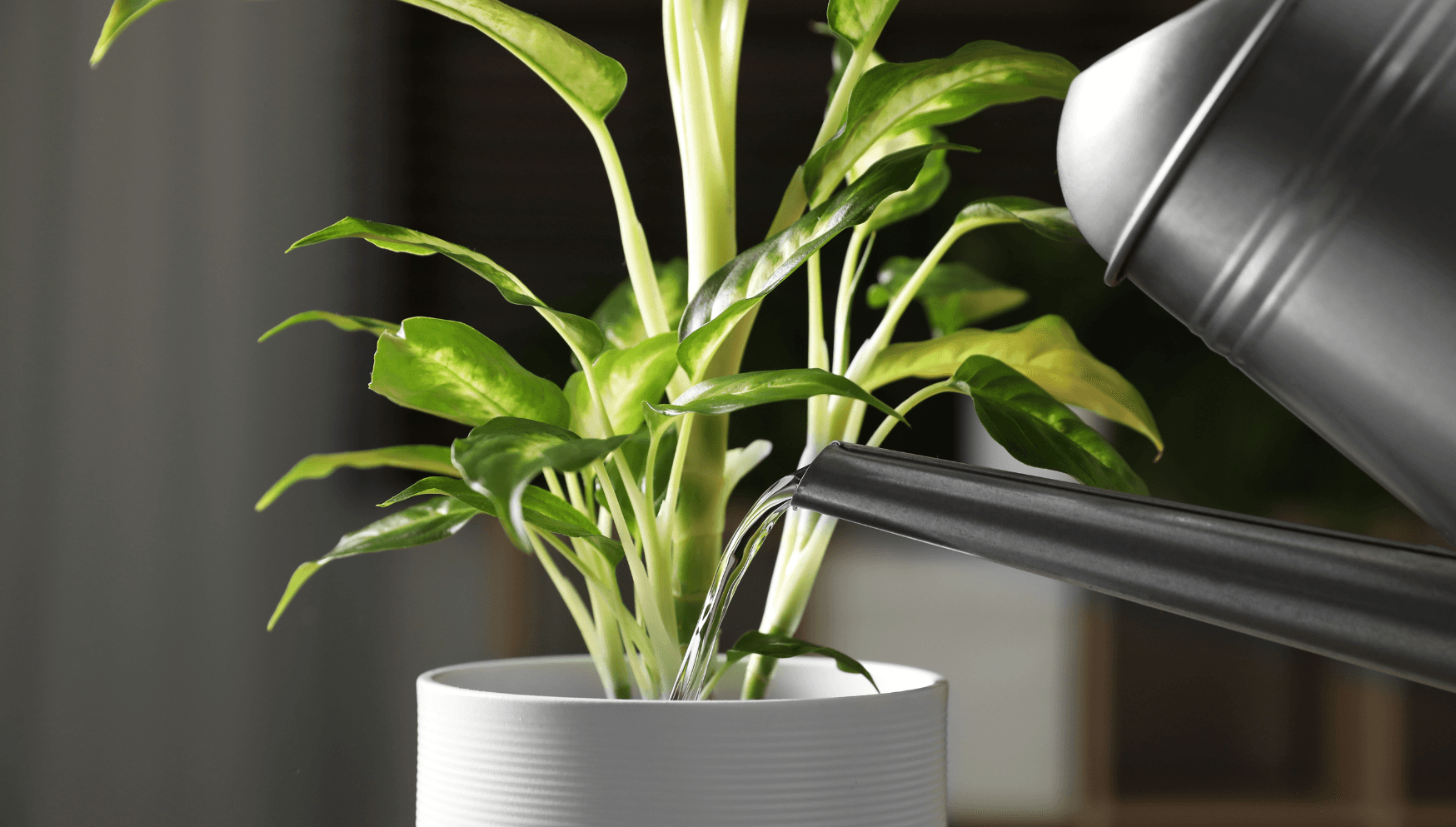 Dieffenbachia watering