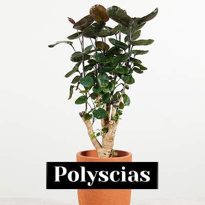 Polyscias - care tips