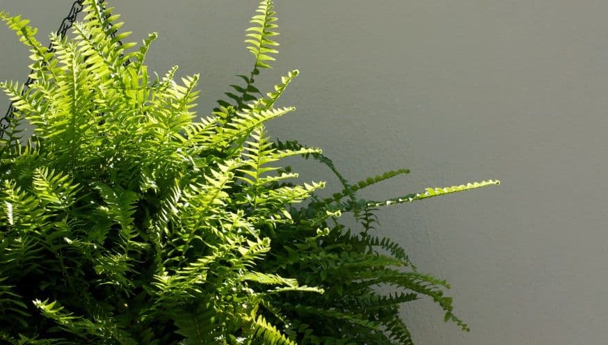 nephrolepis 2.jpg