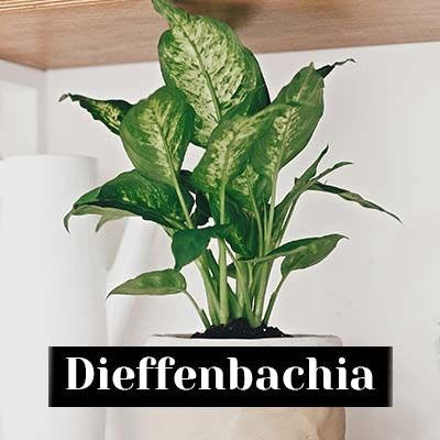 Dieffenbachia - care tips