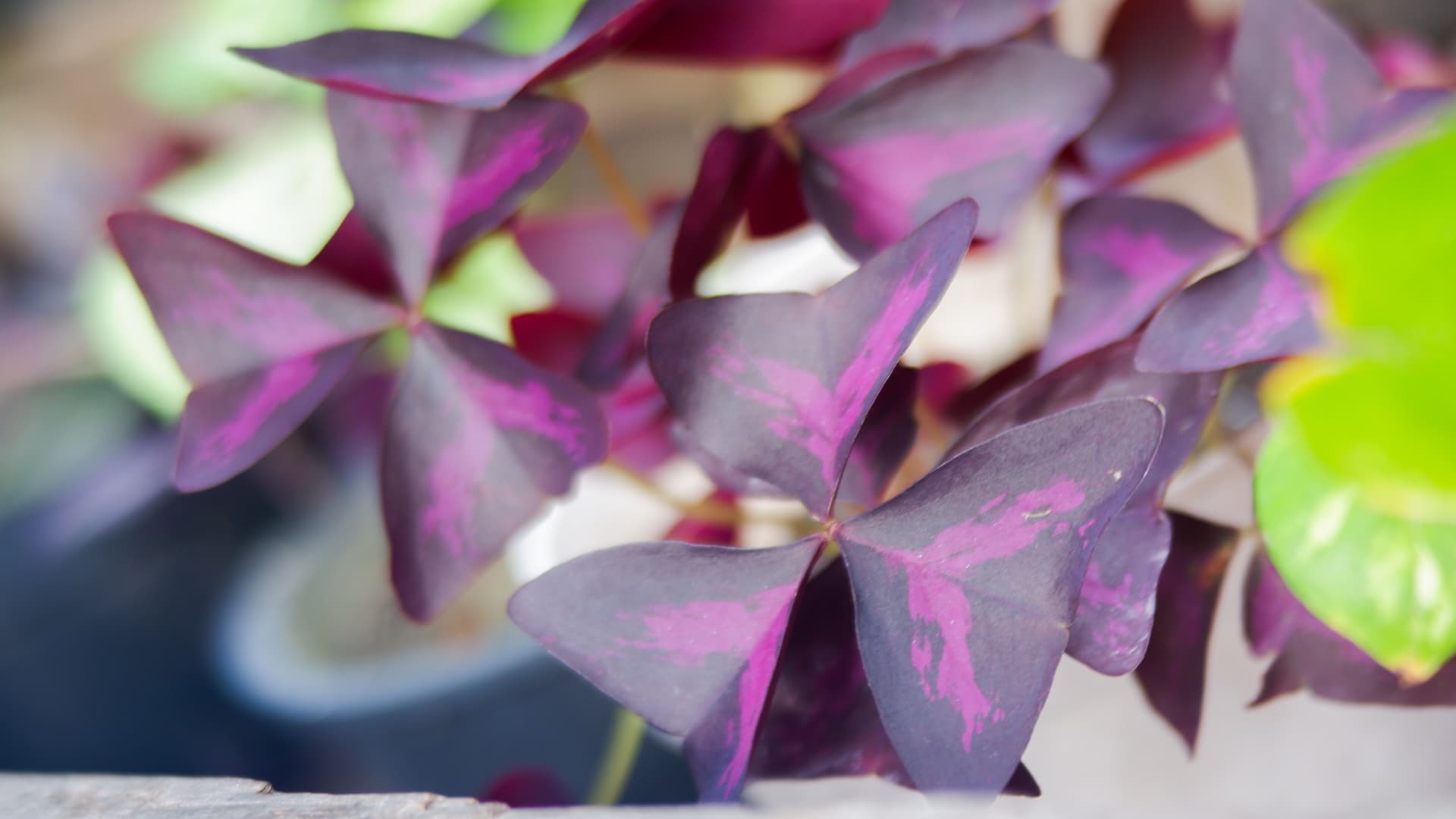 Oxalis flowers