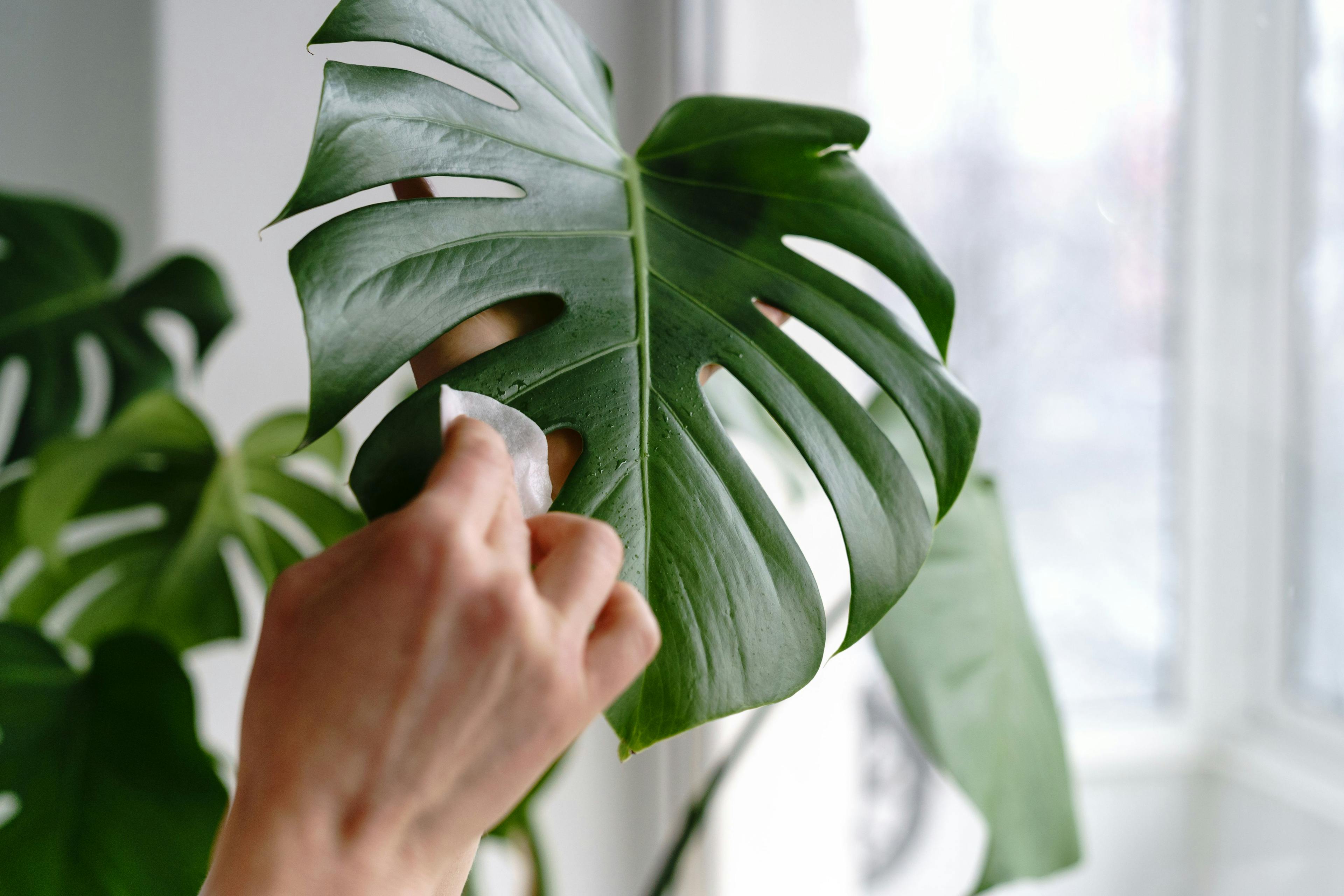 Cleaning Monstera leaf