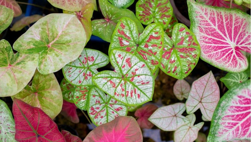 Caladium 5.jpg