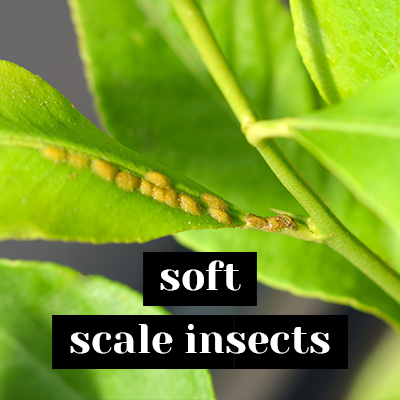 Soft scale insects