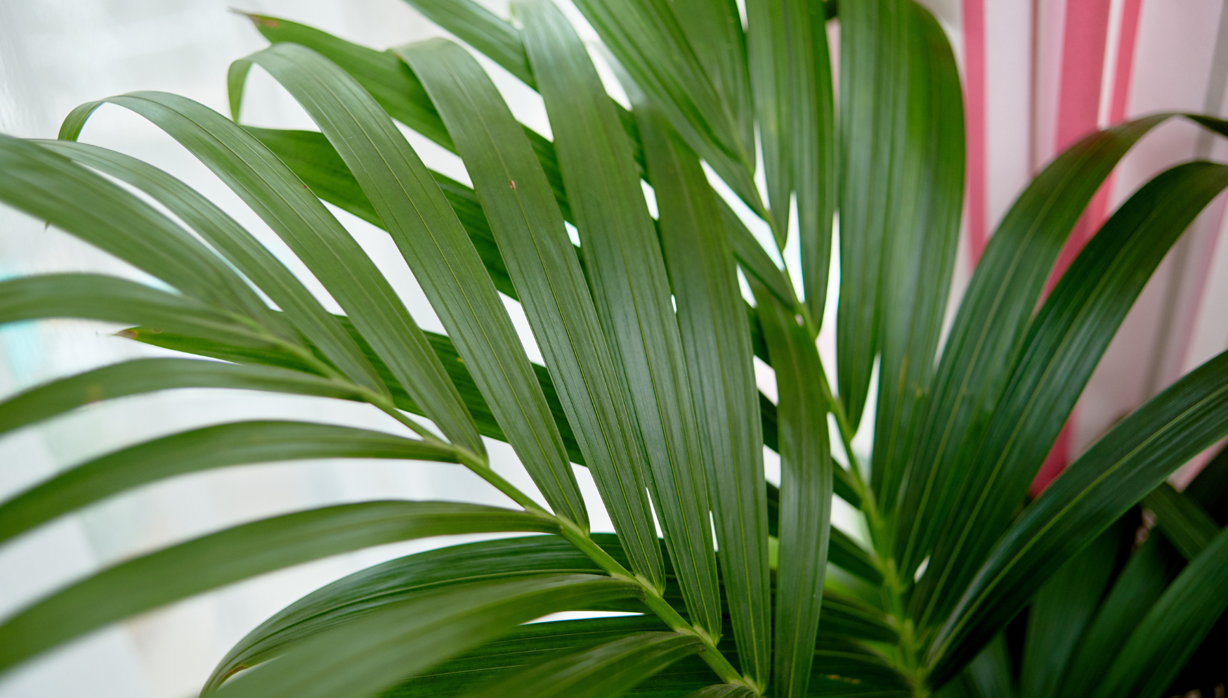 Areca palm leaves