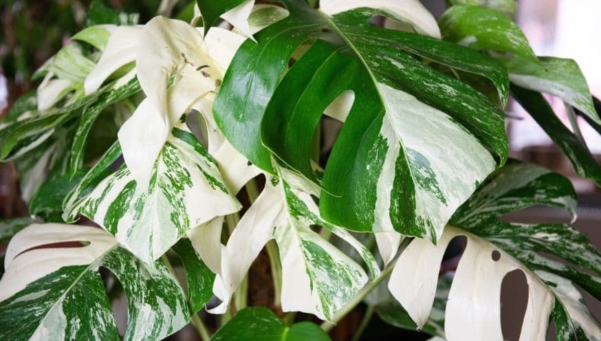 variegated monstera blog variegation kl.jpg