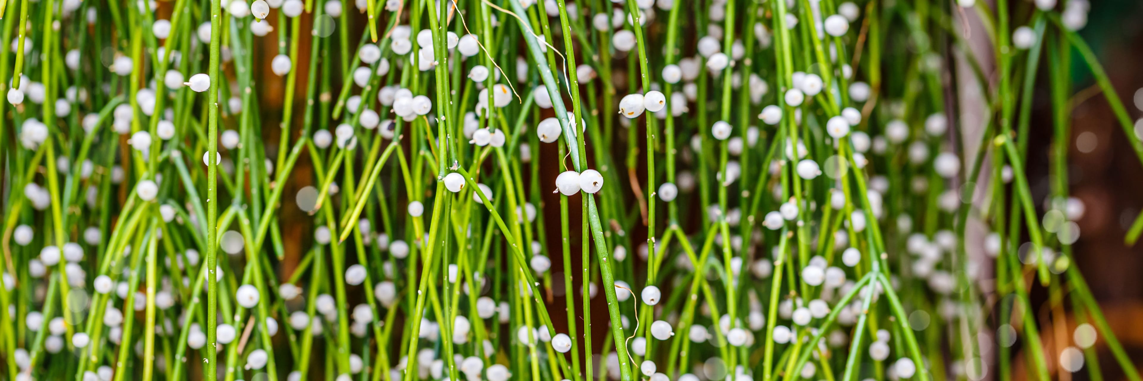 rhipsalis flowers