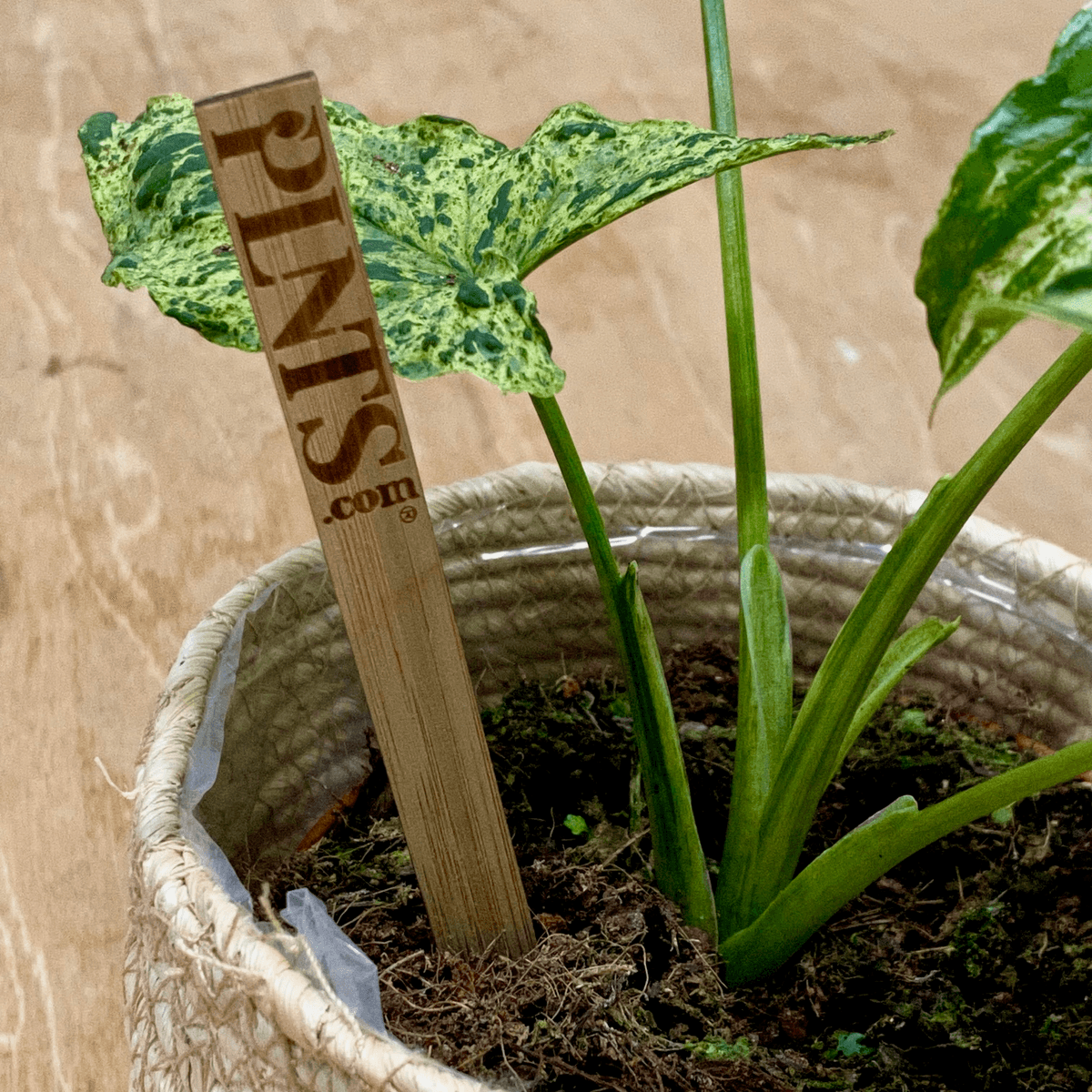 Plant stake.png