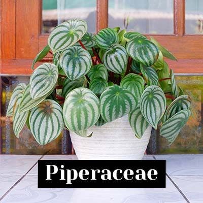 Piperaceae - care tips