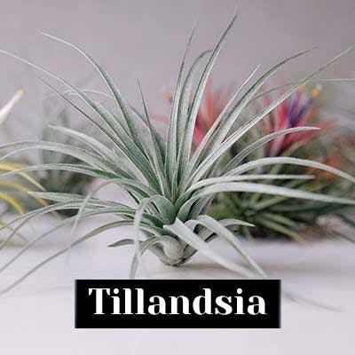 Tillandsia - care tips