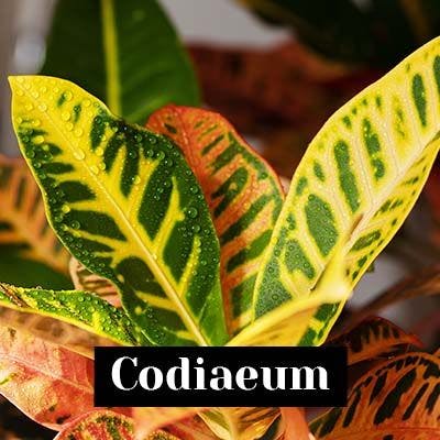 Codiaeum - plant care