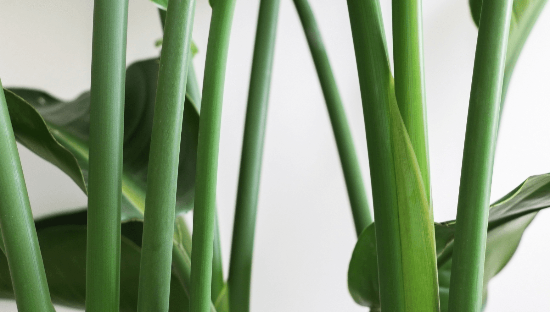 Strelitzia stems