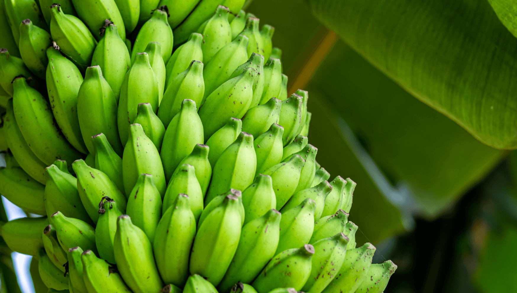 Musa fruits