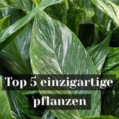 Top 5 einzigartige pflanzen