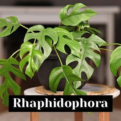 rhaphidophora - care tips