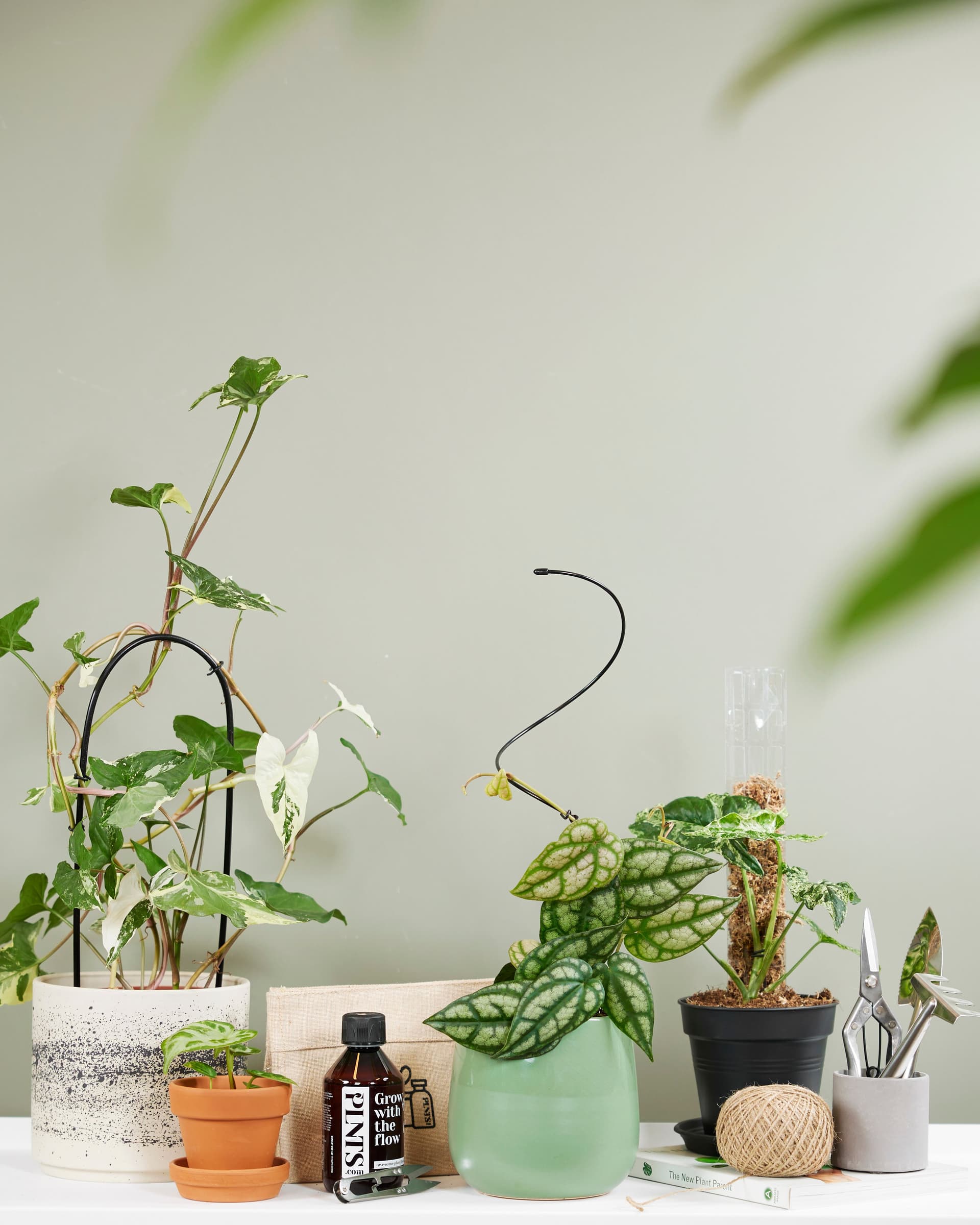 Tuteur Plante,Poteau de croissance de plantes en mousse de coco