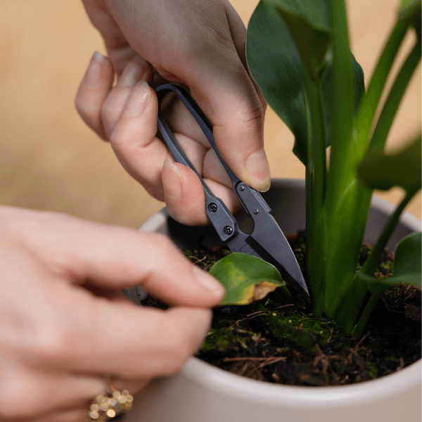 Pruning shears.png