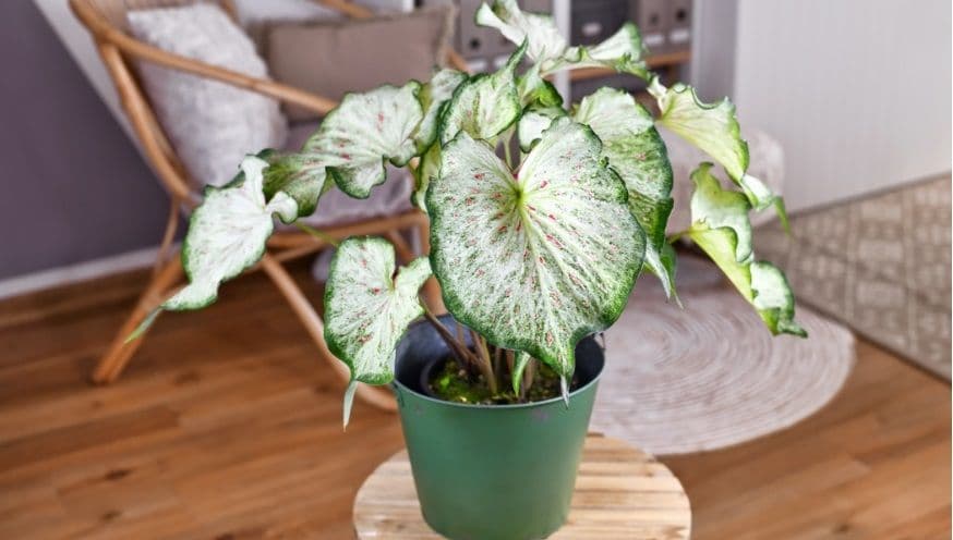 Caladium 2.jpg