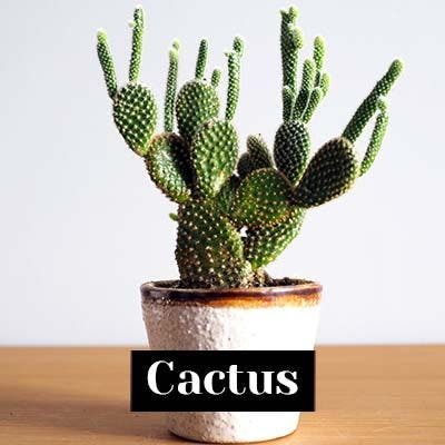 Cactus - care tips