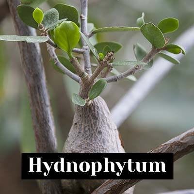 Hydnophytum - care tips