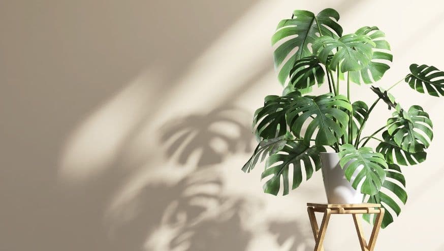 monstera.jpg