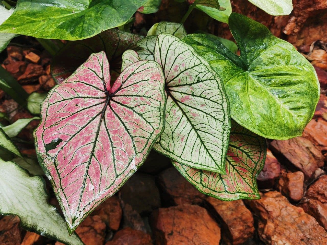 Caladium-gekleurd-liggend-1.jpg