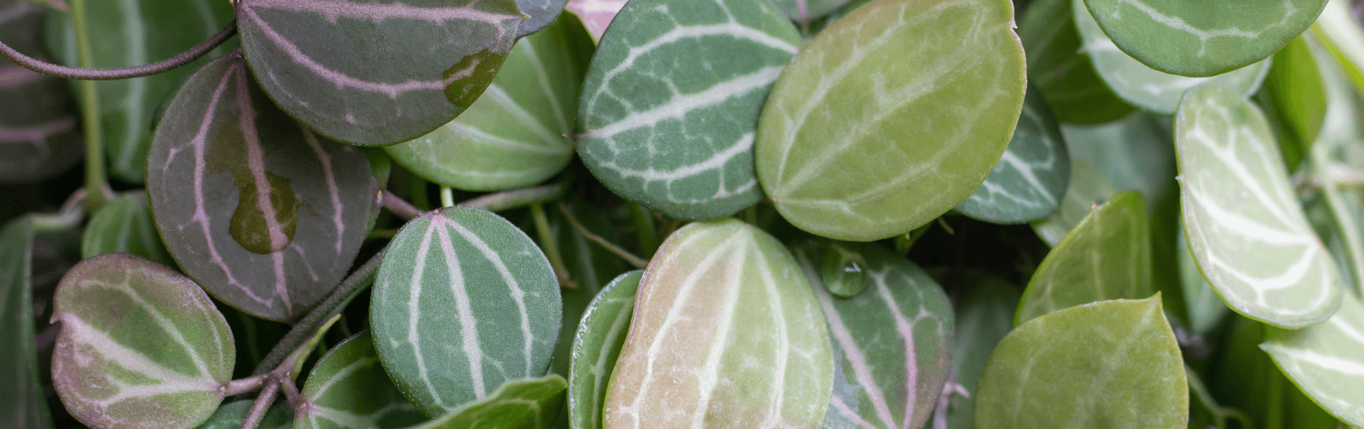 Dischidia leaves