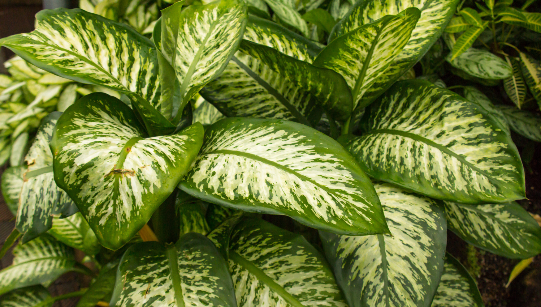 Dieffenbachia leaves