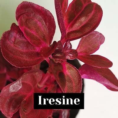 Iresine - care tips